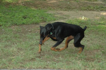 Running in field.jpg